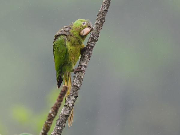 Witoogaratinga (Psittacara leucophthalmus)